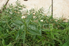 Alternanthera philoxeroides